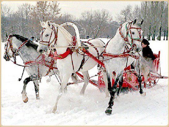 тройка удалая - кони, животные - оригинал