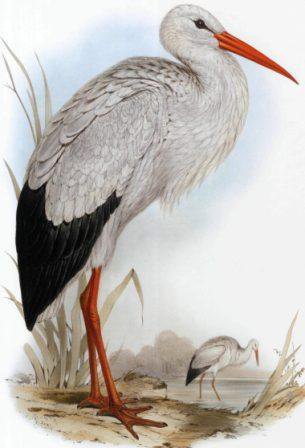 Белый аист - птицы - оригинал