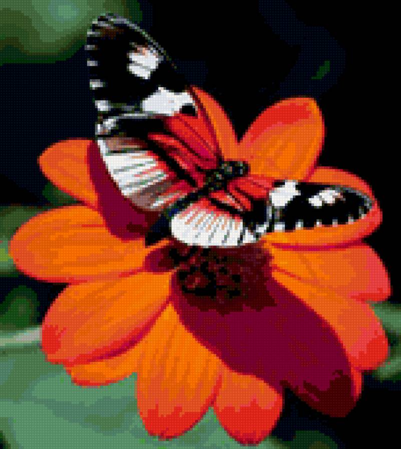 бабочка на гербере - предпросмотр