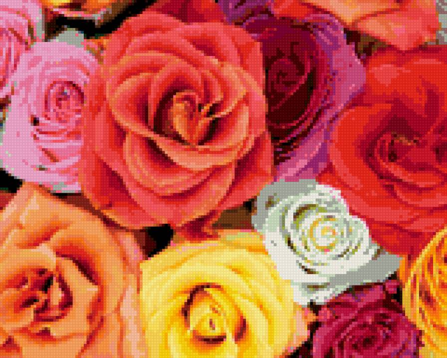 розы - розы, цветы - предпросмотр