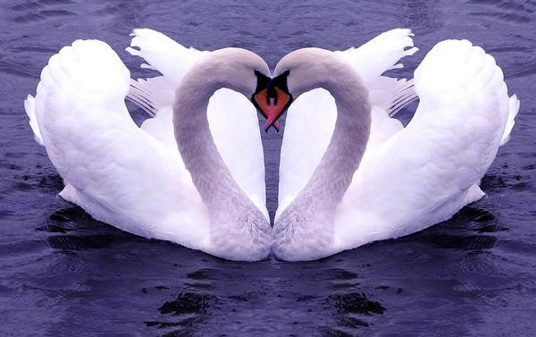 Пара лебедей - любовь, лебеди, романтика, пара - оригинал