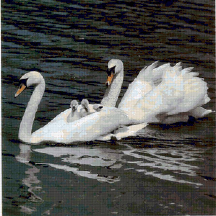 Лебединая семья - семья, любовь, пара, романтика, лебеди - предпросмотр