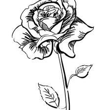 Оригинал схемы вышивки «Роза» (№78335)