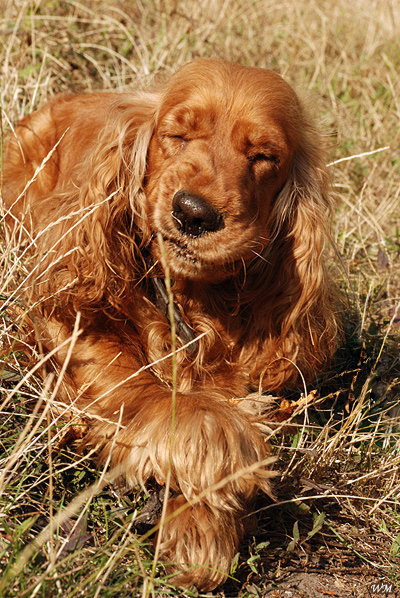 Спаниель - собака, животные - оригинал