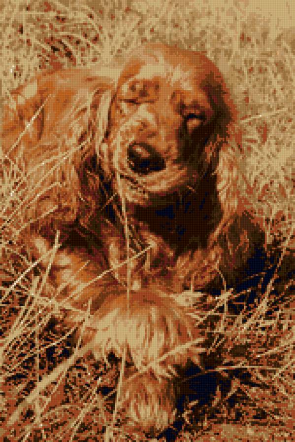 Спаниель - собака, животные - предпросмотр