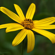 Схема вышивки «Цветы»