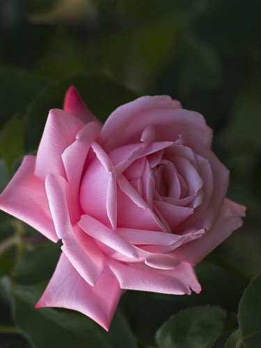 Розочка - цветы, природа - оригинал