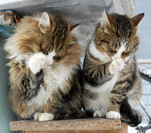 Подружки - животные, приколы, звери, кошки - оригинал