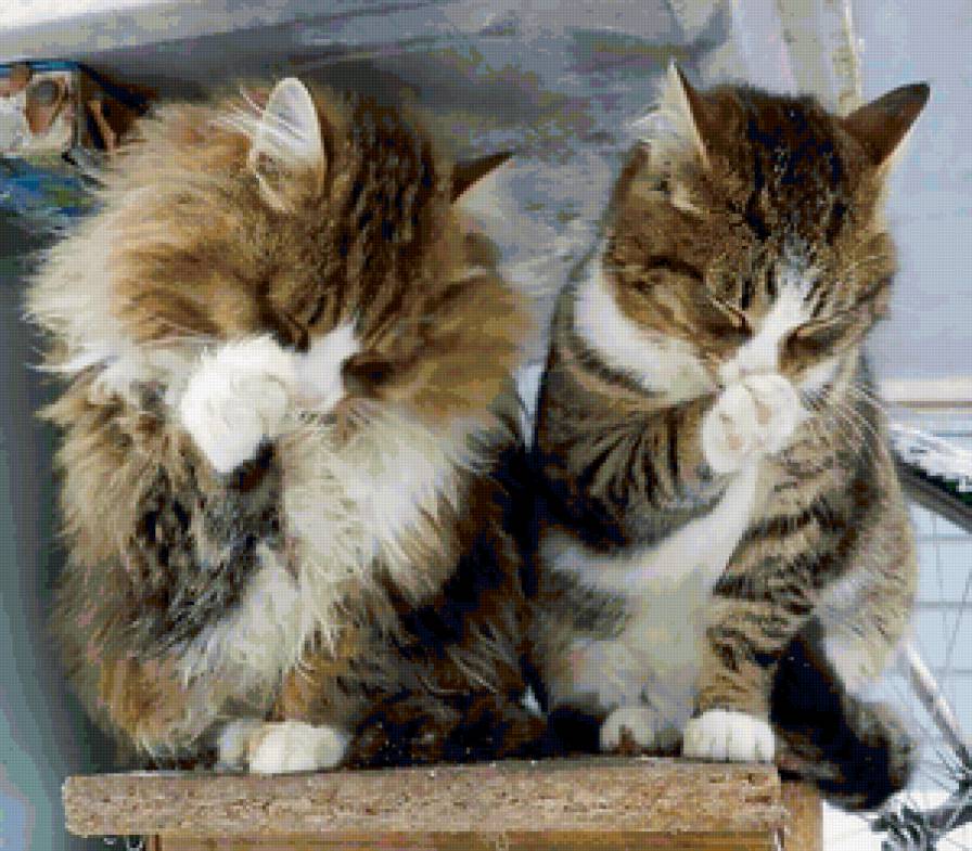 Подружки - кошки, звери, приколы, животные - предпросмотр