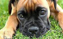 Грусть - щенок - оригинал