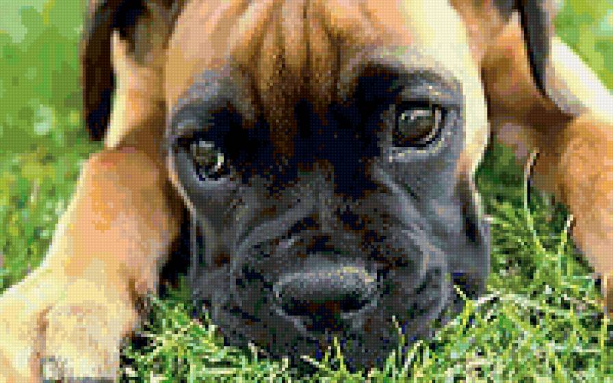 Грусть - щенок - предпросмотр