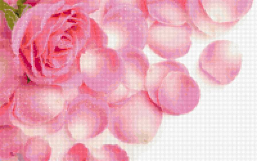 розы - предпросмотр