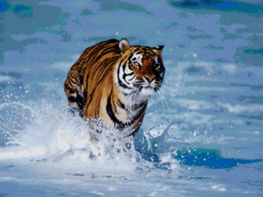 тигр - предпросмотр