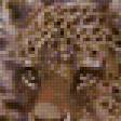 Предпросмотр схемы вышивки «леопарды» (№79128)