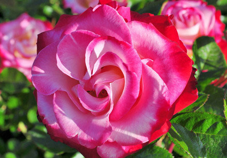 №79155 - роза, цветы - оригинал