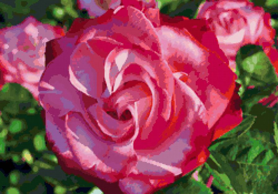 №79155 - цветы, роза - предпросмотр