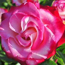 Схема вышивки «№79155»