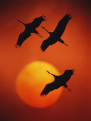 летят журавли - журавли - оригинал