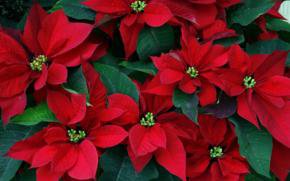 Рождественская звезда - цветы - оригинал