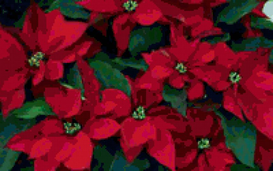 Рождественская звезда - цветы - предпросмотр