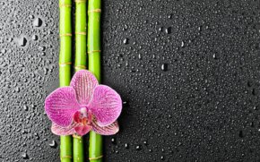Бамбук и орхидея - цветы - оригинал
