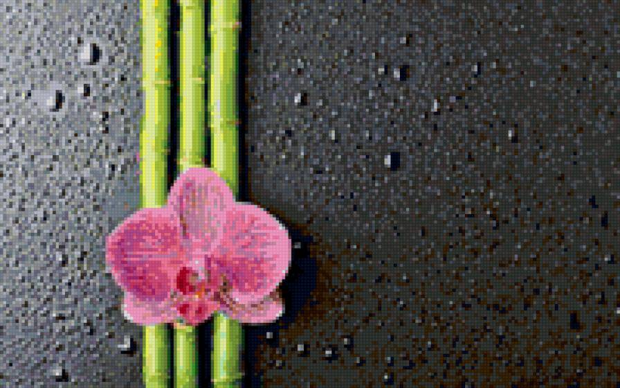 Бамбук и орхидея - цветы - предпросмотр