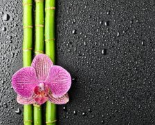 Оригинал схемы вышивки «Бамбук и орхидея» (№79434)