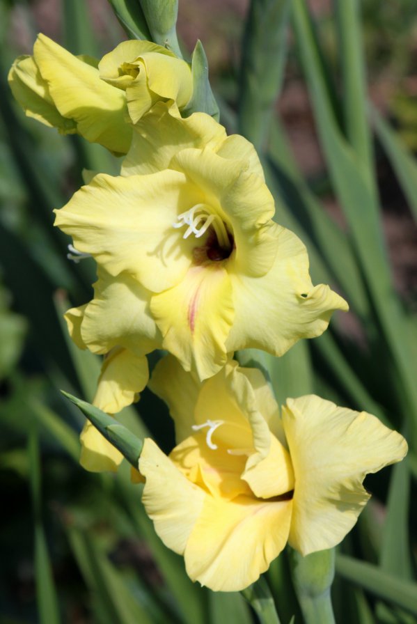 Гладиолус - природа, цветы - оригинал