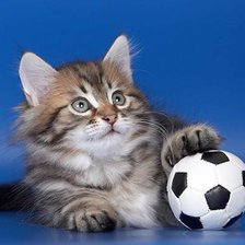 кот футболист