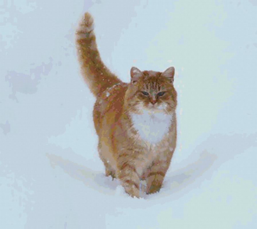 Рыжий - животные, звери, кошки - предпросмотр