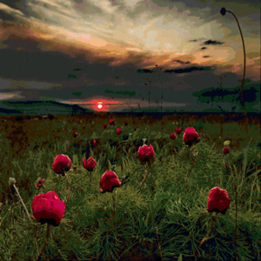 Пионы - пейзаж, вечер, природа, цветы, закат - предпросмотр