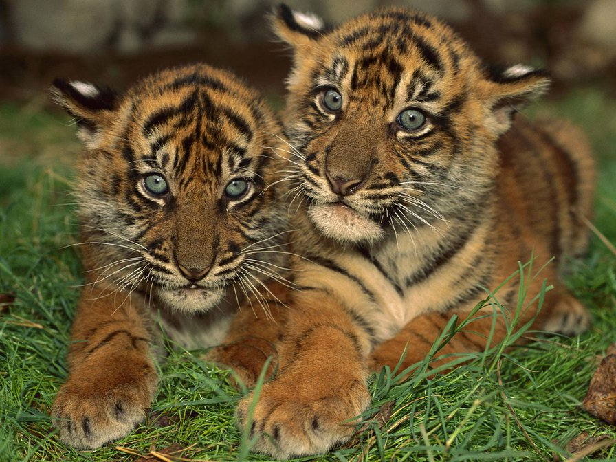 тигрята - тигр, животные - оригинал