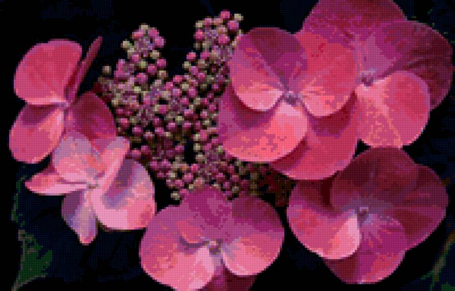 Гортензия - цветы - предпросмотр