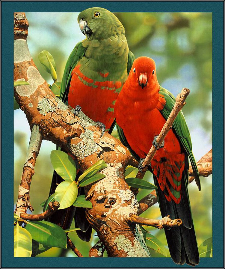 попугаи на ветке - оригинал