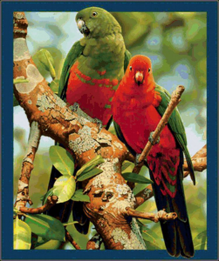 попугаи на ветке - предпросмотр