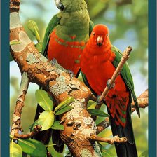 Схема вышивки «попугаи на ветке»