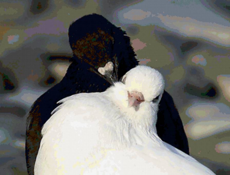 пара голубков - романтика, пара, голуби, любовь, семья - предпросмотр
