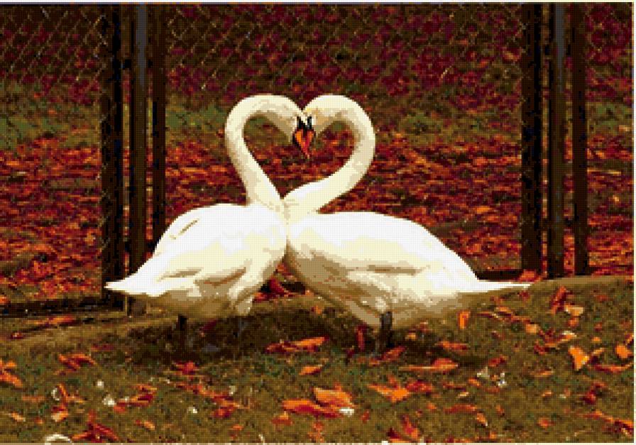 Пара лебедей - пара, семья, лебеди, любовь, романтика - предпросмотр