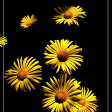 Схема вышивки «Ромашки»