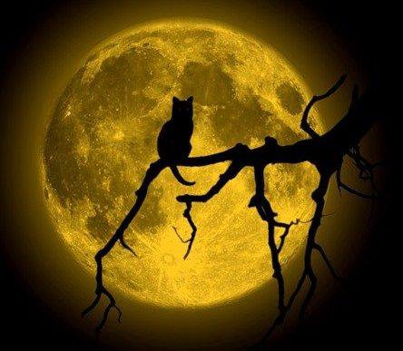 Кот на луне - животные - оригинал