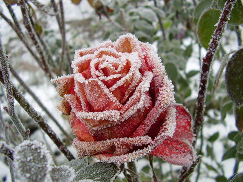 Роза - роза, цветы, снег - оригинал