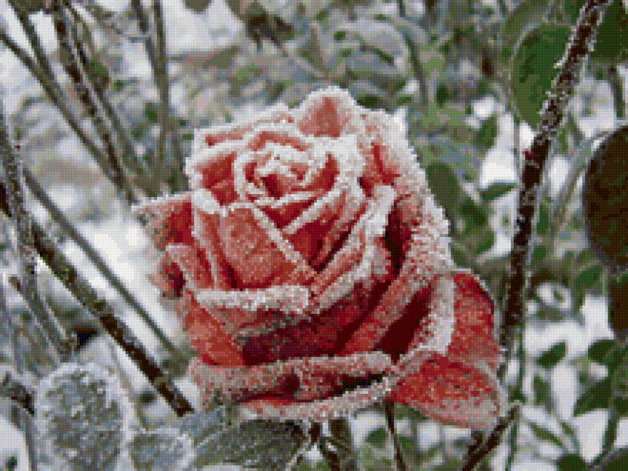 Роза - снег, роза, цветы - предпросмотр
