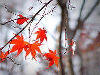 Схема вышивки «осень»