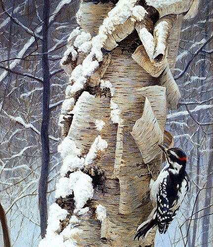 Дятел - оригинал