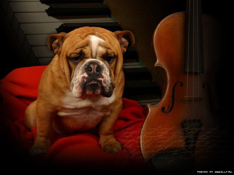 бульдог - собаки - оригинал