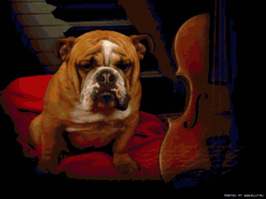 бульдог - собаки - предпросмотр