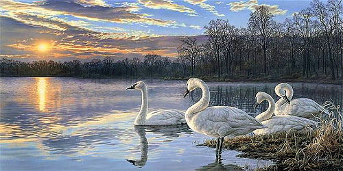 Лебеди - оригинал