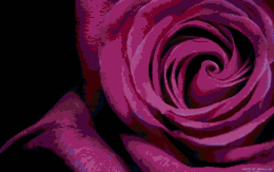 роза - цветы - предпросмотр