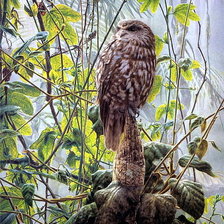 Схема вышивки «Сова»