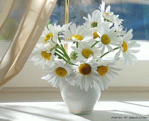 ромашки - цветы - оригинал